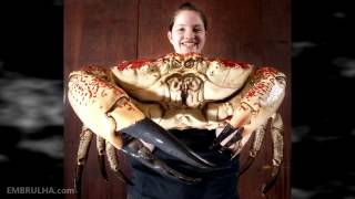 Größter Krabbe der Welt - The biggest crab in the world