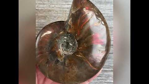 Opalized Ammonite 20