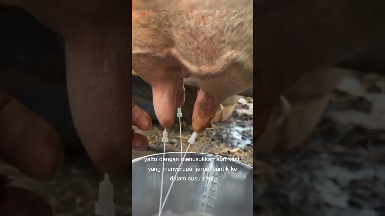 Cara unik memerah susu sapi 