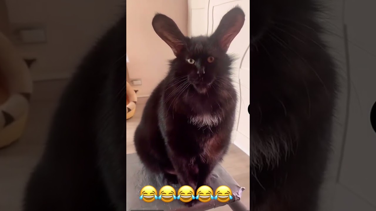 A funny cat with big ears 