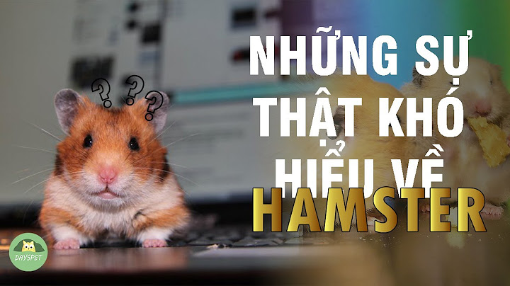 Hamster sống ở nhiệt độ bao nhiêu