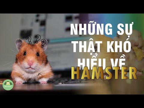 Video: Hamster Sống được Bao Lâu?