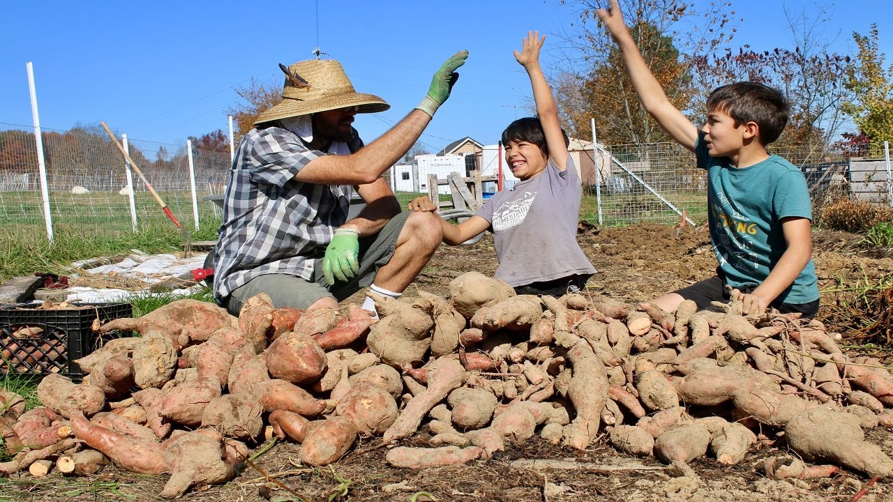 Sweet Potatoes: Harvest And Weighing. Over 500 Lbs In 140 Square Feet!