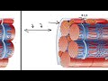 Sarcoplasmic reticulum and t tubules