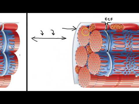 Sarcoplasmic Reticulum and T Tubules