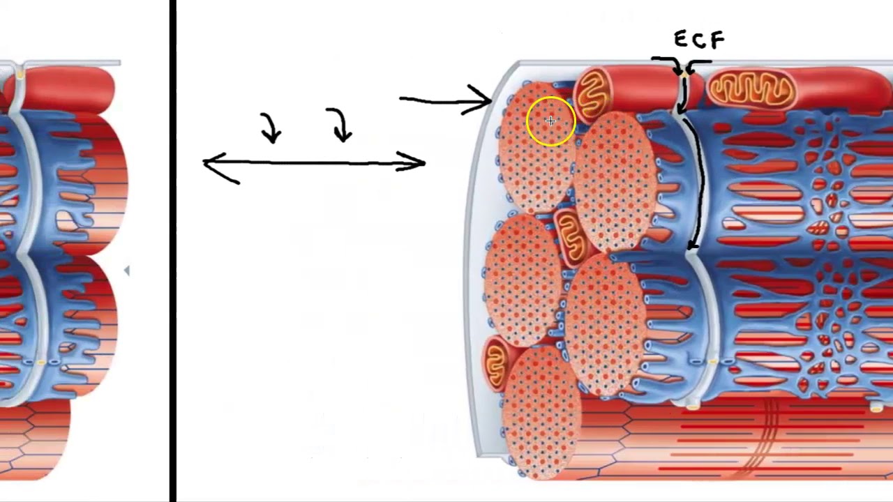 How Is Sarcoplasm Different From Cytoplasm?