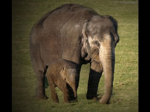 Elephants - YouTube
