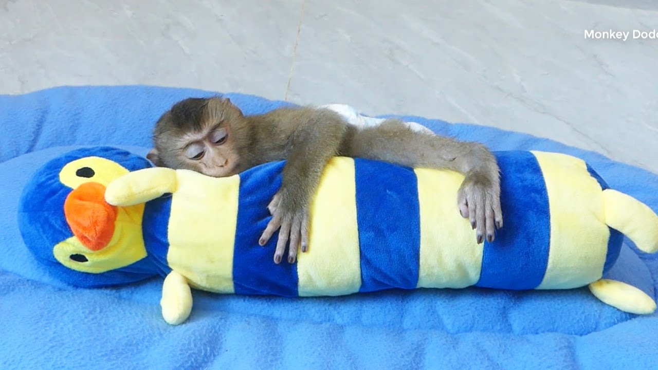 Calmly Zuji So C0ld & Get Tired After Bathe Huqqing Doll To Get Warm