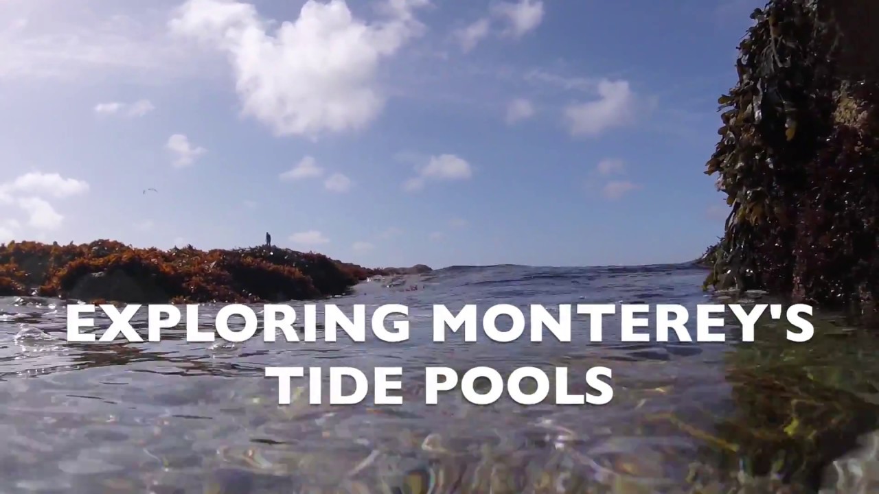 Exploring Monterey's Tide Pools YouTube