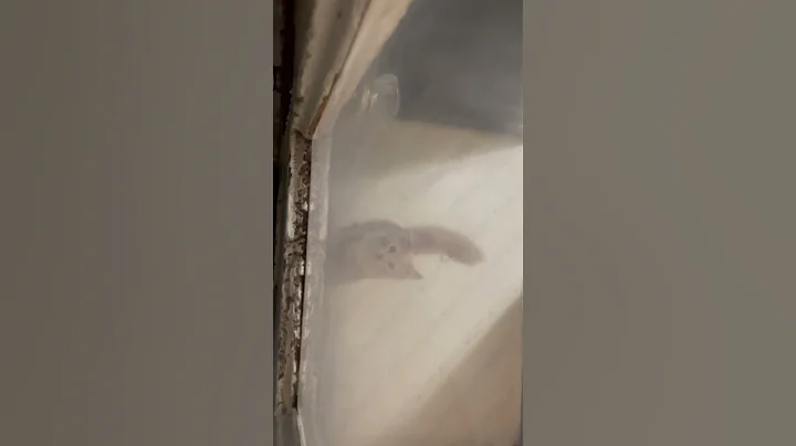 cleo video