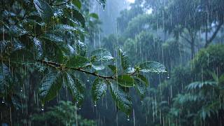Fall Asleep INSTANTLY with Soft Rain Sounds in the Forest Leaf 🌿 Insomia Relief, Healing, Deep Sleep screenshot 2