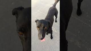 🥺🥺 day 323/365 feeding strays dogs #please#support#streetdog#subscribe#save#animals#help#puppy#fyp