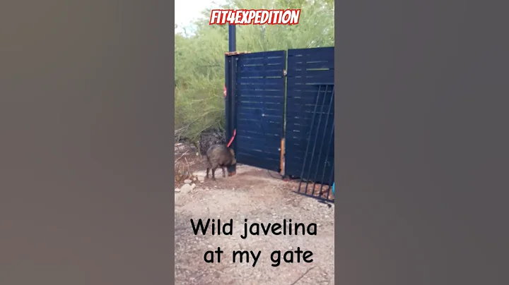 There's a #wild #javelina at my gate! | #shorts #short #desertlife