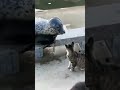 Cat slaps seal in the face and it rolls away