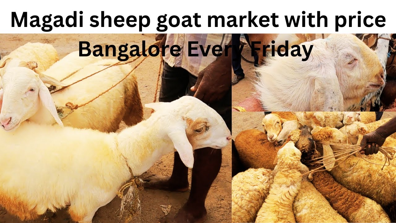 Magadi sheep goat market with price Bangalore Every Friday bazaar 2025