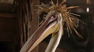 Rayas, Una Cebra Veloz 2005 Parte 25