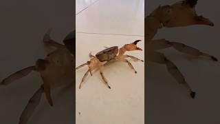 Kepiting yuyu masuk rumah🤪🤪😃 #youtubeshorts