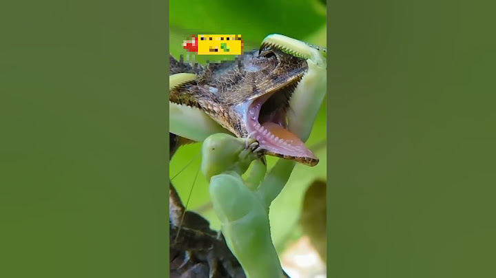 Pertarungan Cangcorang dan Bunglon Siapa Menang ??