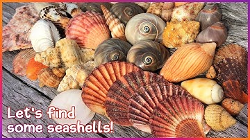 Finding Seashells on the Mud Flats | Jackpot Shell Finds [Virtual Shelling]