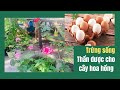 Mẹo Bón Trứng Cho Hoa Hồng Ra Nhiều Hoa | Fertilize Eggs For Roses