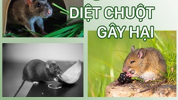 Bí quyết DIỆT CHUỘT gây hại trên đồng ruộng