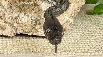 Our Super Dwarf Lives in a Tree