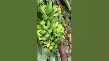 Nay Thu Hoạch Được Quầy Chuối Cao Khổng Lồ #short #trending