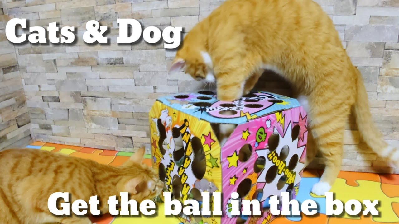 Dog and cats challenge super difficult game Get the content of the box! SUPER ANIMAL YouTube