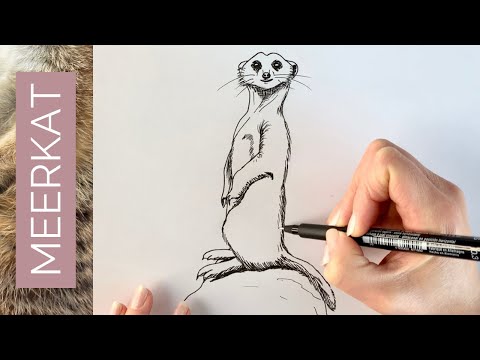 How to draw a realistic MEERKAT