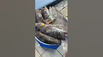 هامور والعظمة 