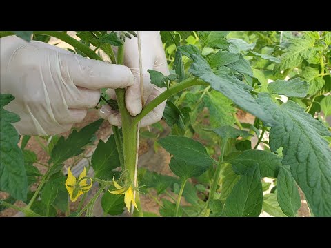 Video: Early Pak Tomato Info - Savjeti za uzgoj Early Pak paradajza u bašti