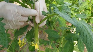How to shape a tomato stalk to be strong and healthy