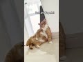 #cat #catlover #catlovers #kucing #kucinglucu #cats #shorts #catshorts #shortvideo #shortsvideo