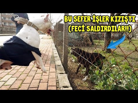 TYSON VE DİABLO MANYAK KÖPEK İLE KARŞILAŞINCA İŞLER KIZIŞTI!! ( Amstaff ve Kangal )