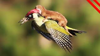 Animals Heroes Save Other Animals