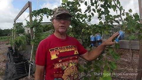 P1 - How To Air Clone Grape Vines Part 1