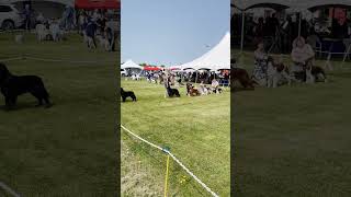 Process Of A Dog Show: Breed, Group, Best in Show| Ember The English Springer Spaniel #shorts