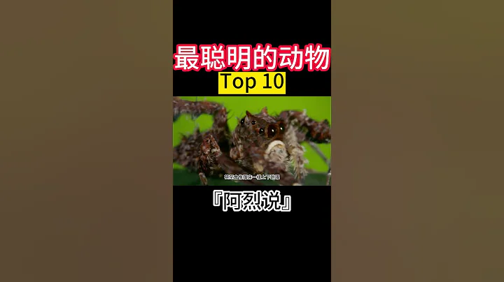 最聪明的动物 Top 10 #孔蛛 #聪明 #智慧 - 天天要闻