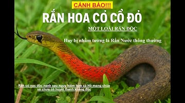 Vẻ Đẹp Nguy Hiểm Của Loài Rắn Có Nọc Độc Hơn Cả Hổ Mang Chúa – Rắn hoa cỏ cổ đỏ #snake #randoc