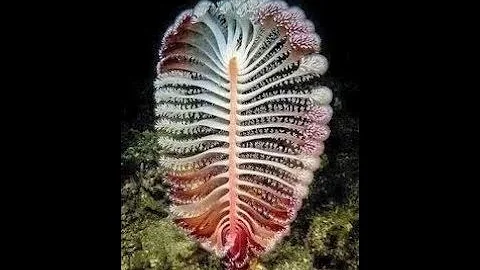 五百年難得一見的頂級照片!看見你就驚呆了…隨喜轉載、功德無量 - 天天要聞