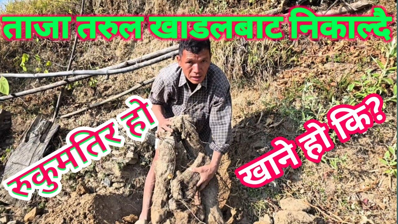 तरुलबारीमा ताजा तरुल खन्दै|एक सय किलाे तरुल फल्याे||Nepali Rover|||