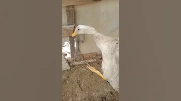 البط مزعج جدا 