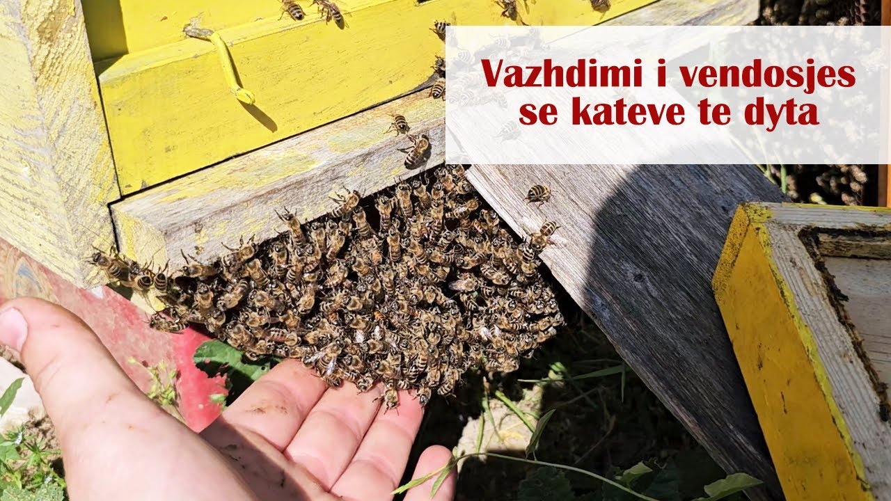 Vazhdimi i vendosjes se kateve te dyta / Continuation of setting the second floors of beehives.