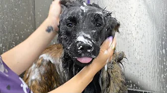 This Belgian Malinois Has the FUNNIEST Grooming Reactions 😂