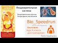 19. Пищеварение и Метаболизм (Speedrun анатомия 8 класс, ЕГЭ, ОГЭ 2021)