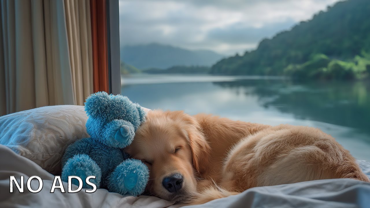 12 ЧАСОВ музыки для глубокого сна для собак 🐶💖 Снятие тревоги разлуки 🎵 Без рекламы