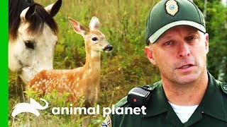 Trapped Baby Deer Needs Help Escaping! | North Woods Law