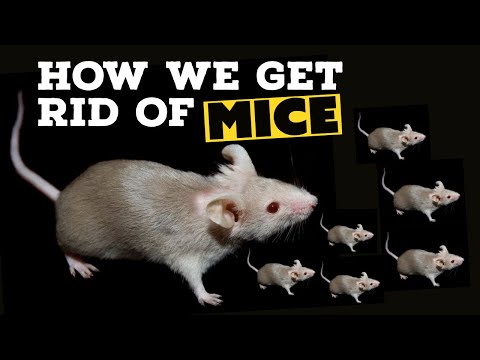 וִידֵאוֹ: השמדת עכברים: פתרונות חלופיים לבעיה