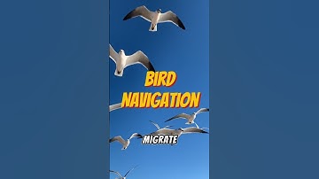 Birds: The original GPS users! 🧭  #shorts #naturesecrets #migration #birds #facts #birdslife #learn