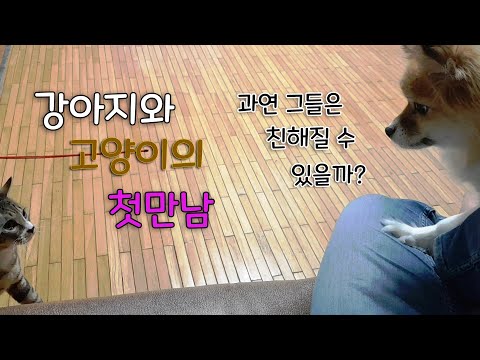 강아지와 고양이의 첫만남, 과연 그들은 친해질 수 있을까!? ㅣ The first meeting of the dog & the cat